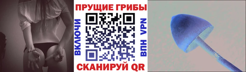 купить   Родники  Псилоцибиновые грибы Cubensis 